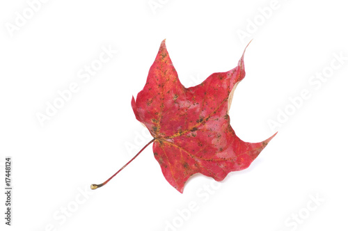 Red Leaf on White
