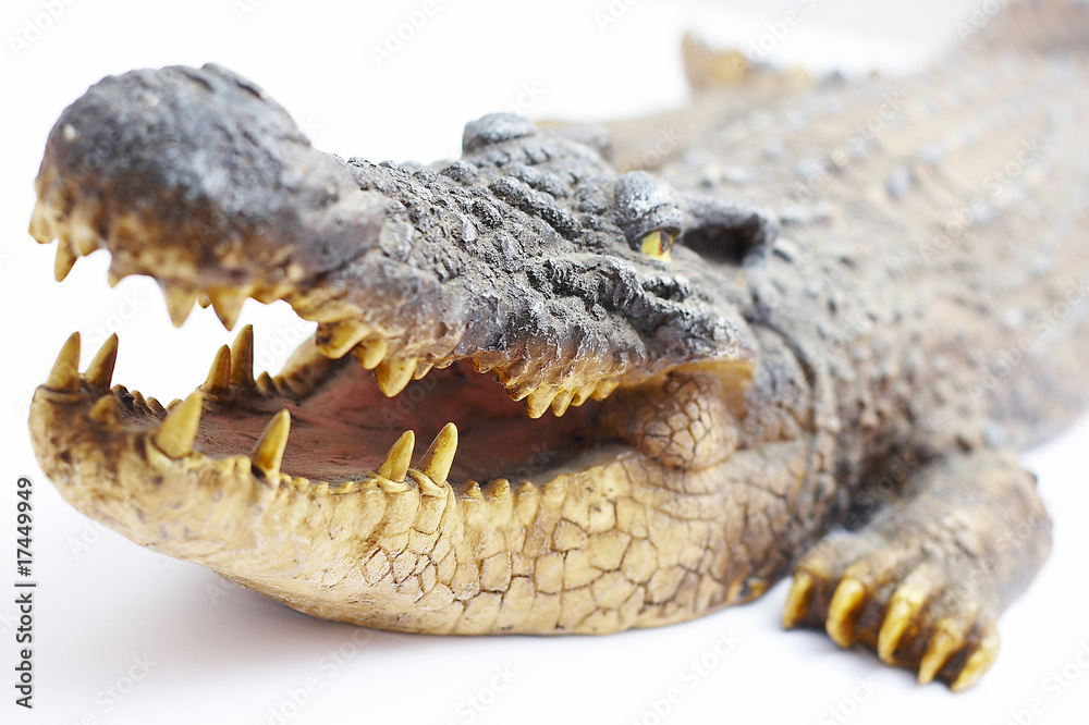 Obraz premium Krokodil