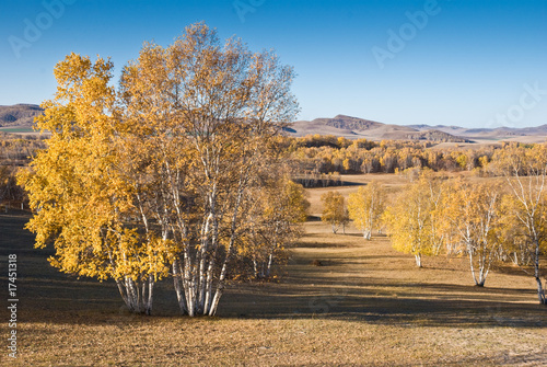 Golden trees on grassland in sunset