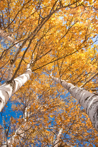 an upward view of golden birches under blue sky
