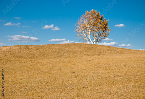 Single tree on slope under blue sky © Jimmy Lu