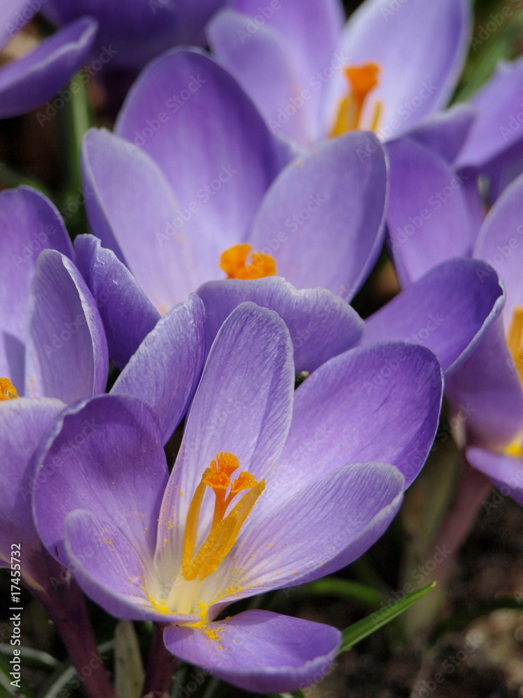 Crocuses-2 Crocuses-2