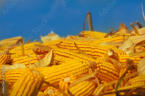 Corn on the cob