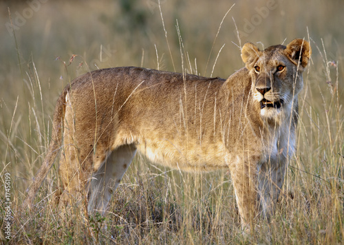 Female Lion photo