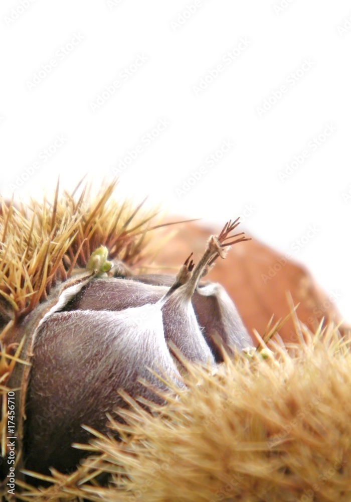 Fototapeta premium chestnuts