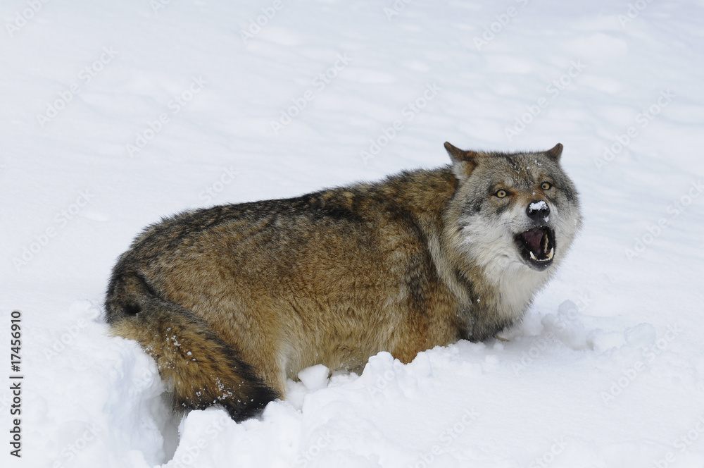 Fototapeta premium Wolf im Schnee