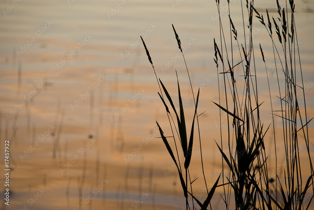 Obraz premium Plants at the smooth water in orange sunrise