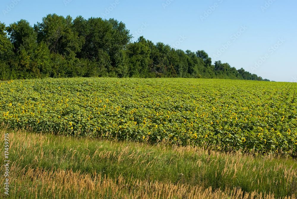 Sunflower field Sunflower field