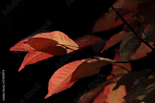 herbstliches Rot