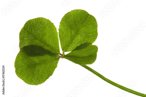 Four Leaf Clover isolated on the white background