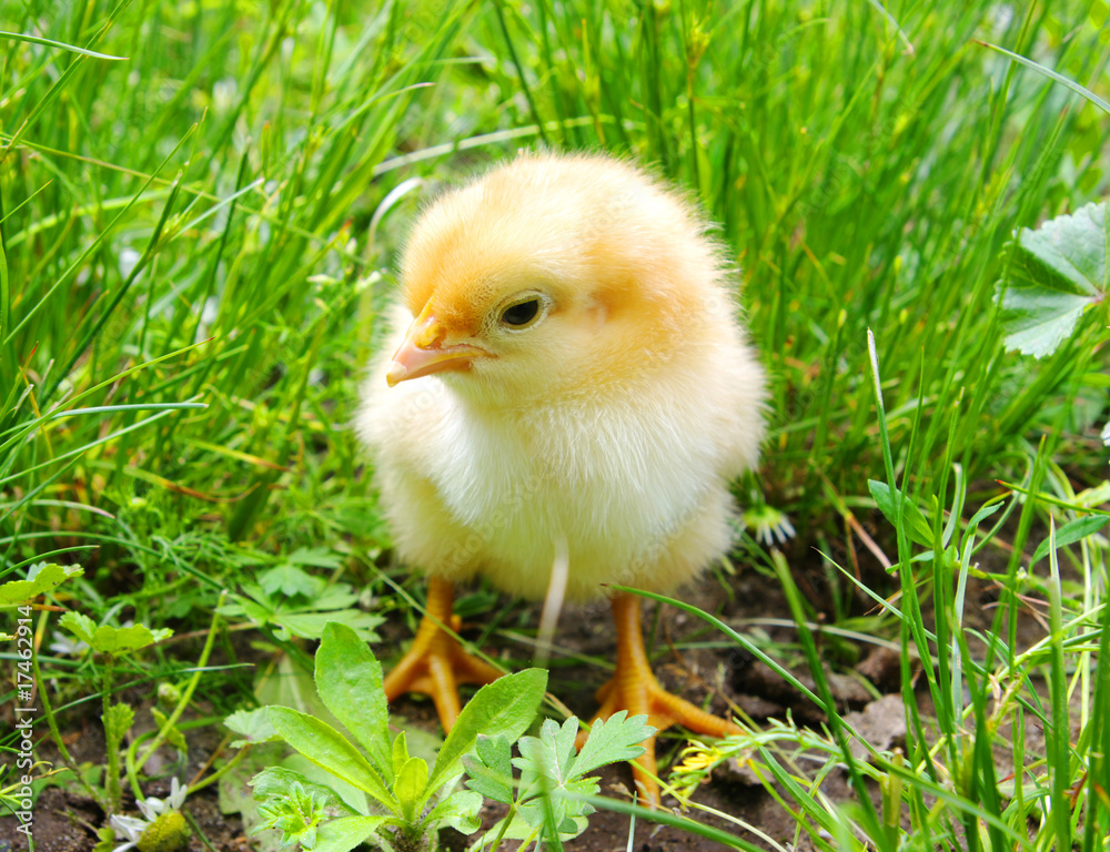 little chicken little chicken