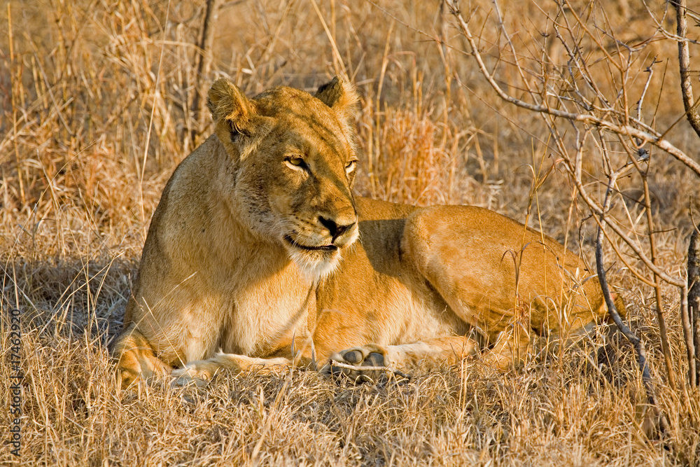 Naklejka premium Lioness in the grass