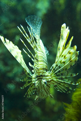 Lionfish