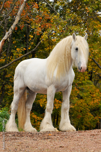 White shire draft horse portrait in autumn