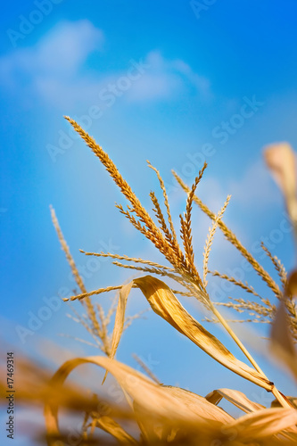 Corn plant