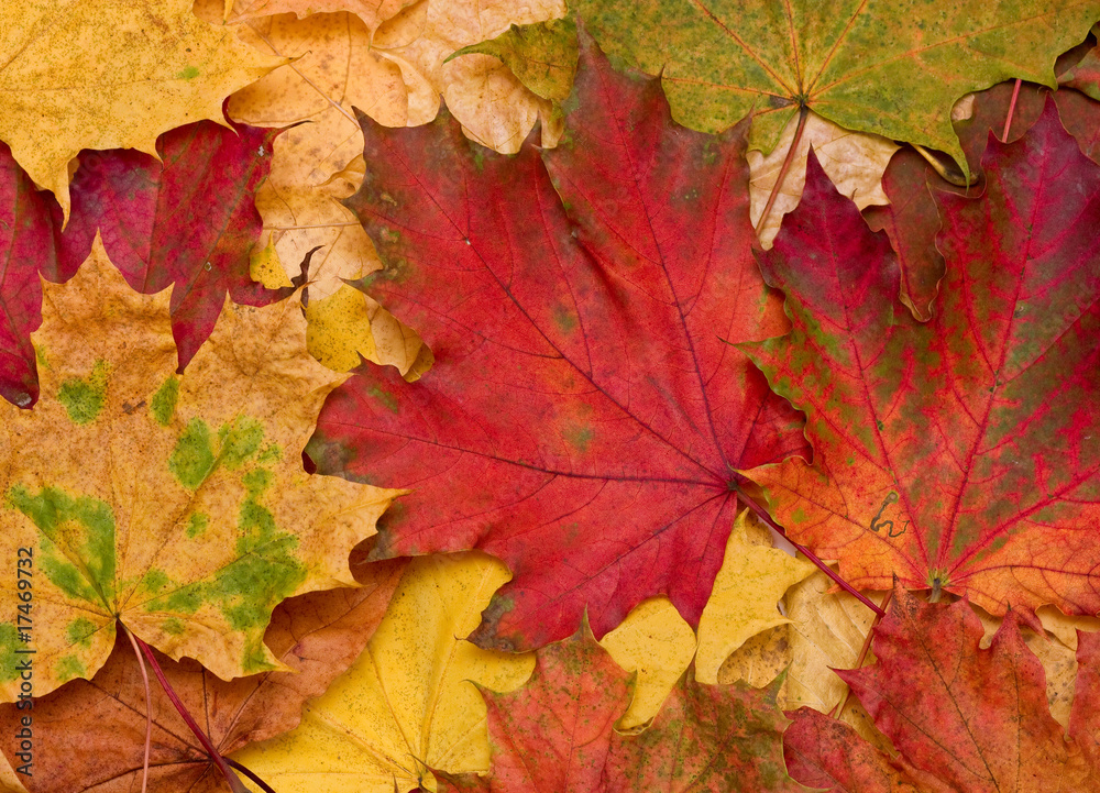 Background of faded maple leaves.