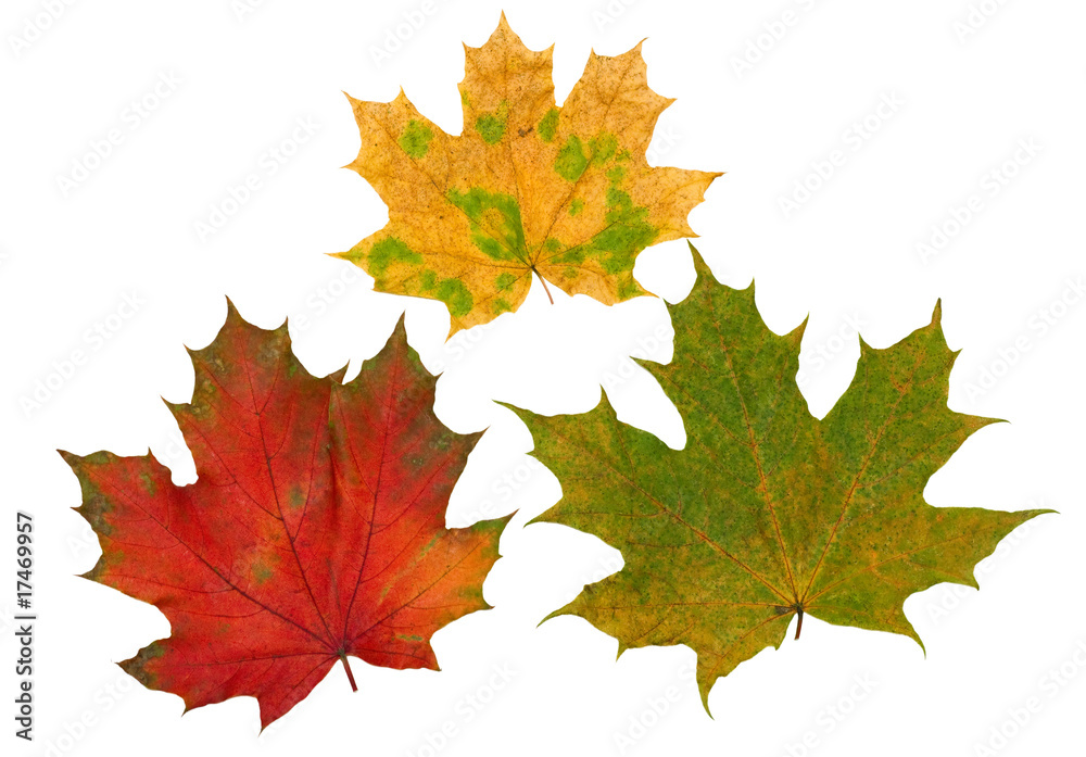 Red, yellow and green maple leaves Red, yellow and green maple leaves