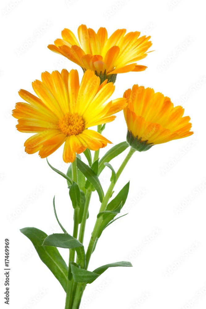 Three calendula flowers Three calendula flowers