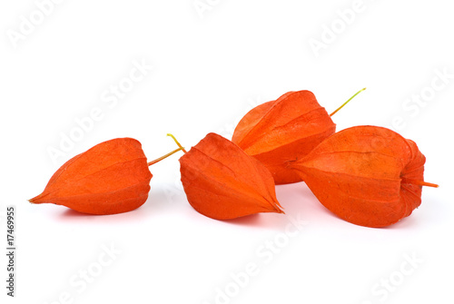 Four winter-cherries