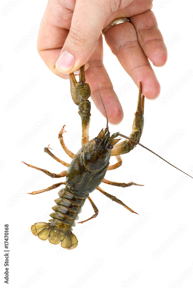 Crawfish seized the finger by claws Crawfish seized the finger by claws