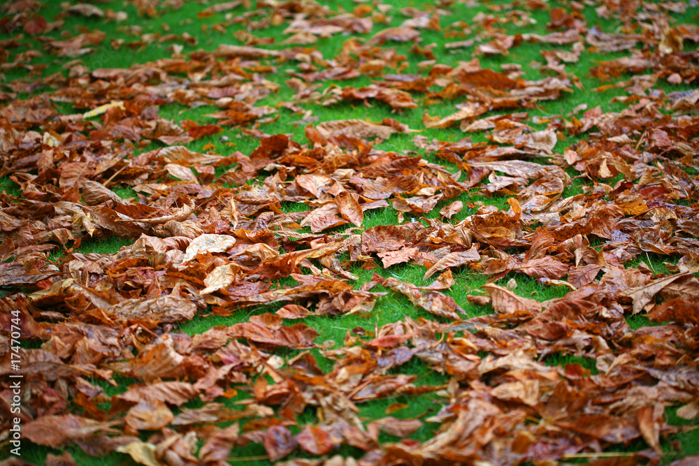 feuilles mortes sur gazon
