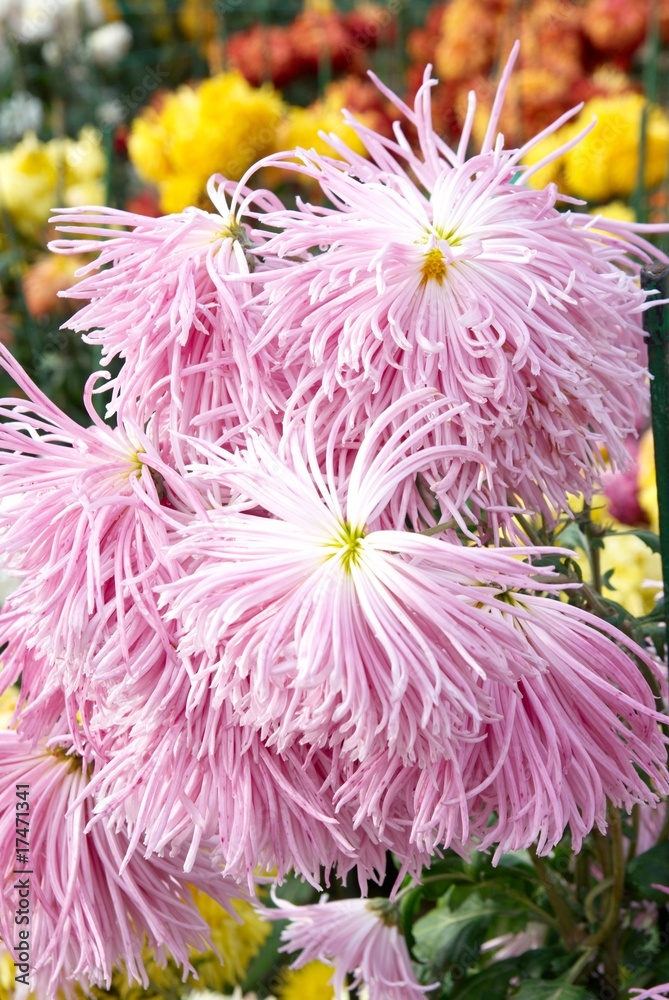Obraz premium Sweet pink chrysanthemums.