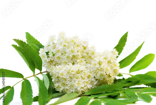 Rowan Flowers with drops of water on white background