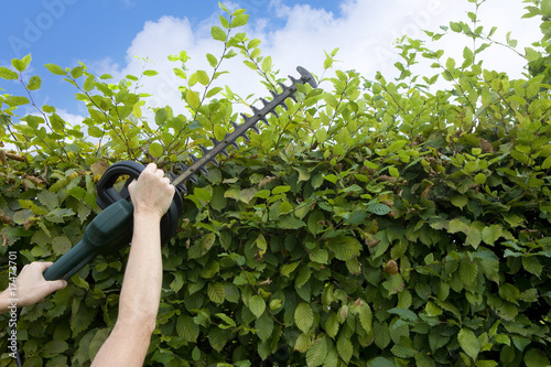 Hecke Schneiden