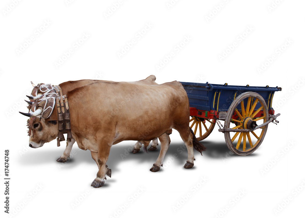 Фотография Carro bueyes