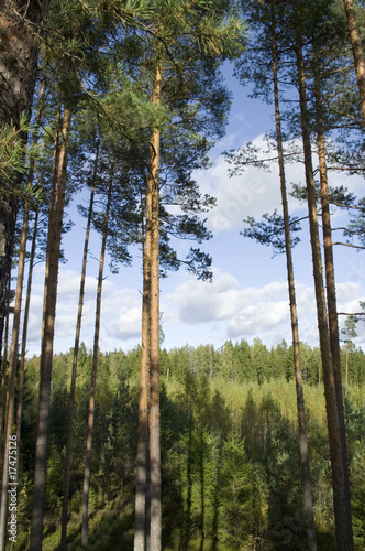 Forest and shadows.