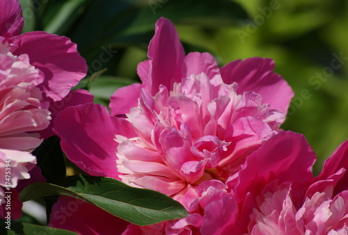 peony