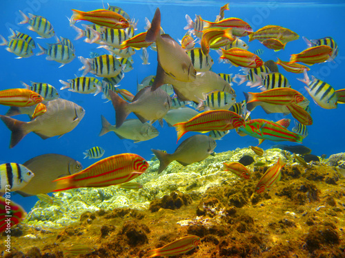 Tropical fishes and coral reef