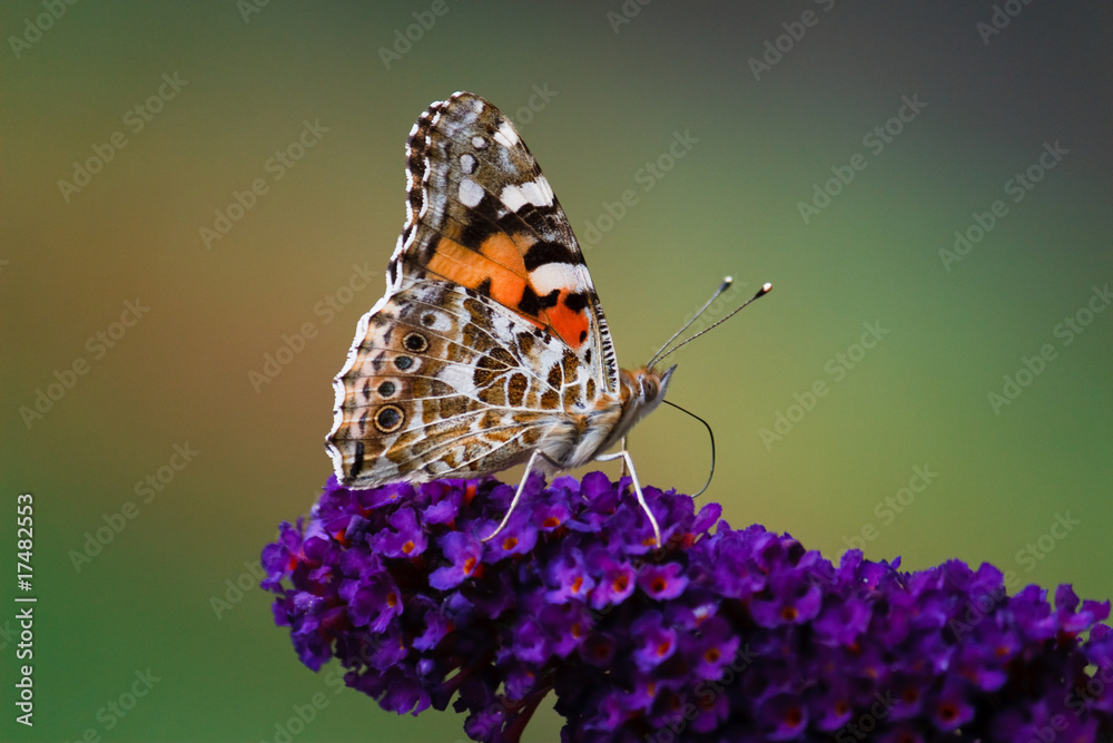 Naklejka premium Distelfalter