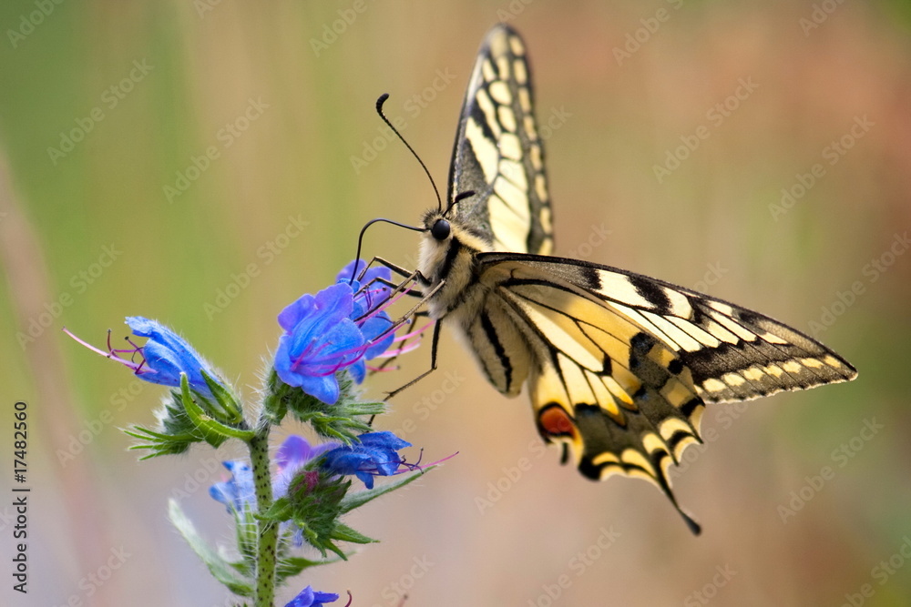 Obraz premium Schwalbenschwanz