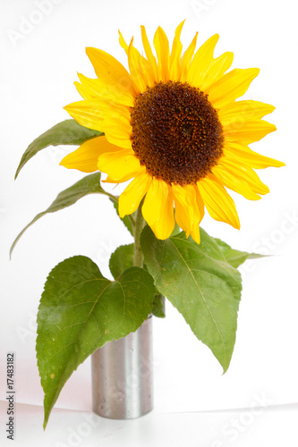 Fototapeta Naklejka Na Ścianę i Meble -  sonnenblume