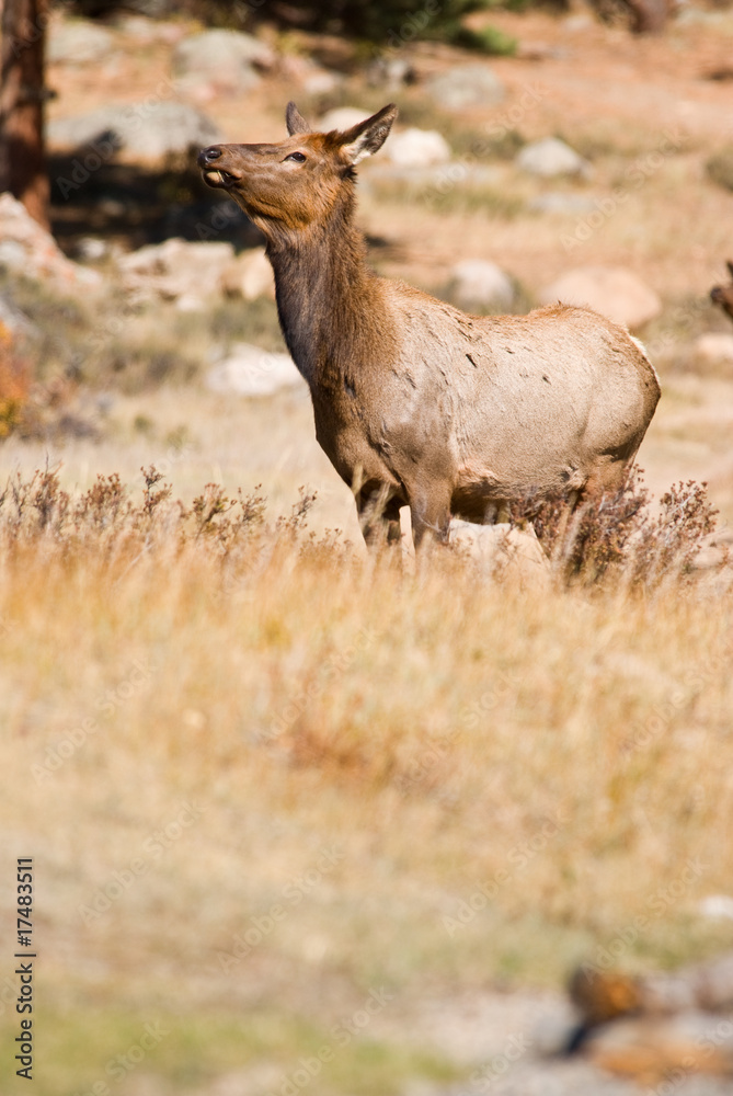 Obraz premium Elk