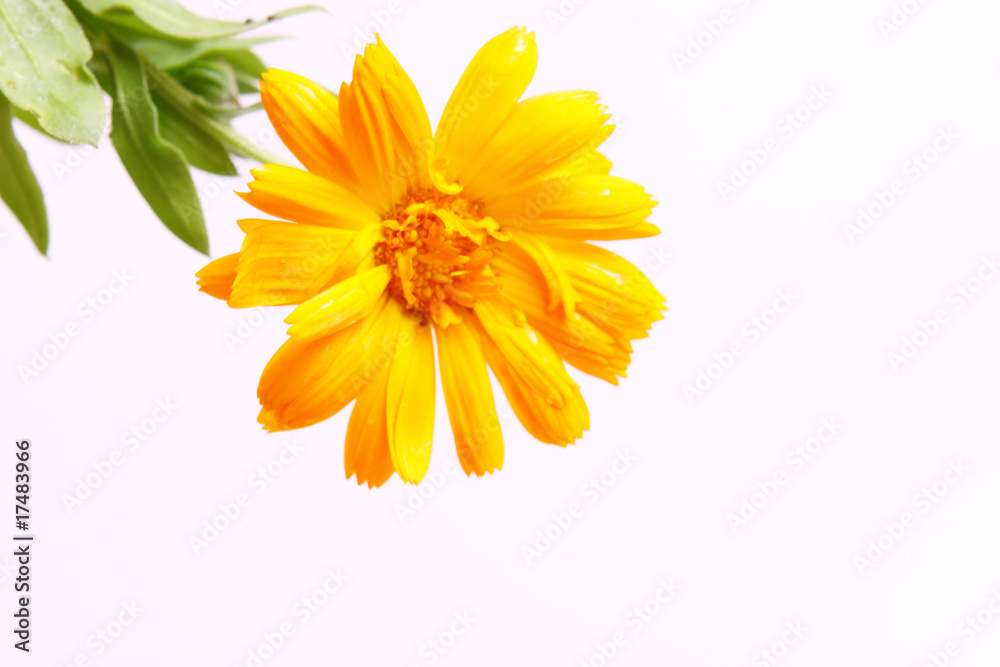 kalendula,blume kalendula,blume