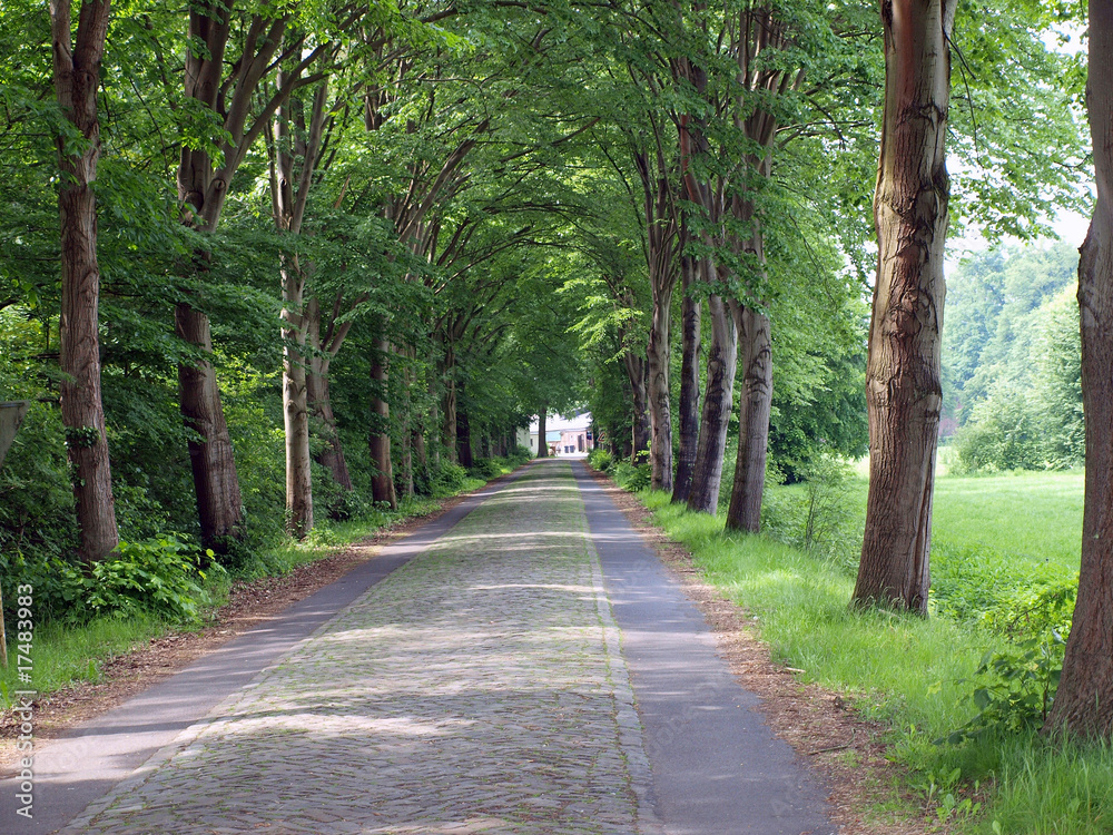 Fototapeta premium Allee