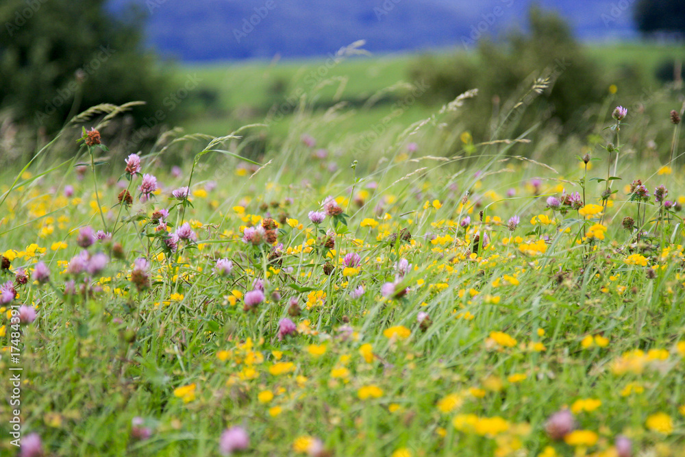 Bunte Blumenwiese