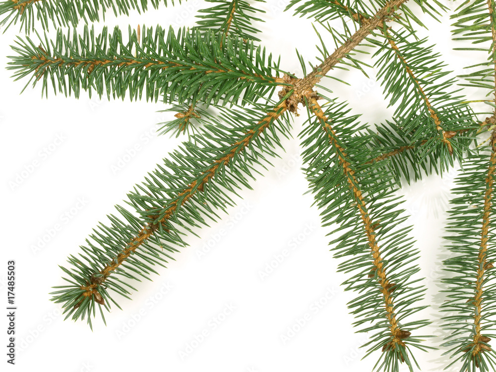 Obraz premium Tannenzweige