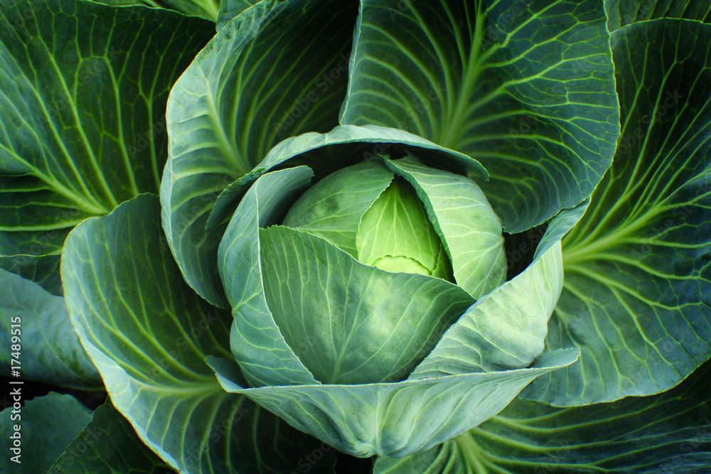 Weißkohl - Sauerkraut Weißkohl - Sauerkraut