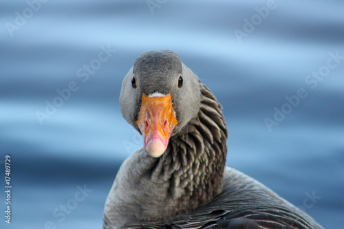 Portrait of a Greylag Goose (Anser Anser) in Richmond Park photo