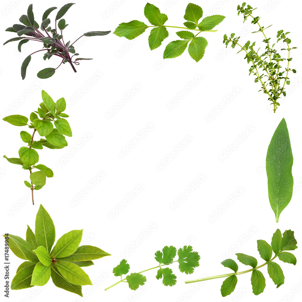 Fototapeta premium Herb Leaf Border