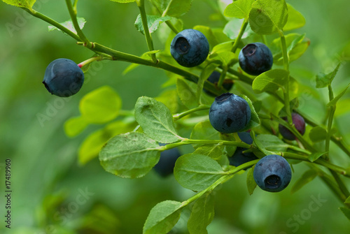 Blueberry sprigs