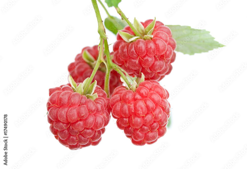 branch of ripe raspberries branch of ripe raspberries
