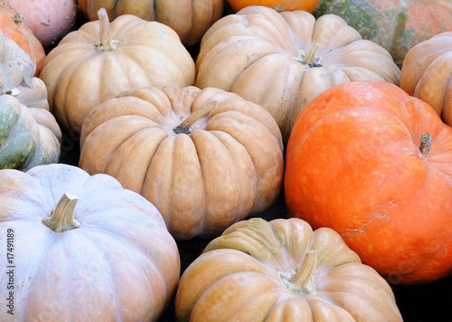 fall pumpkins © yukata