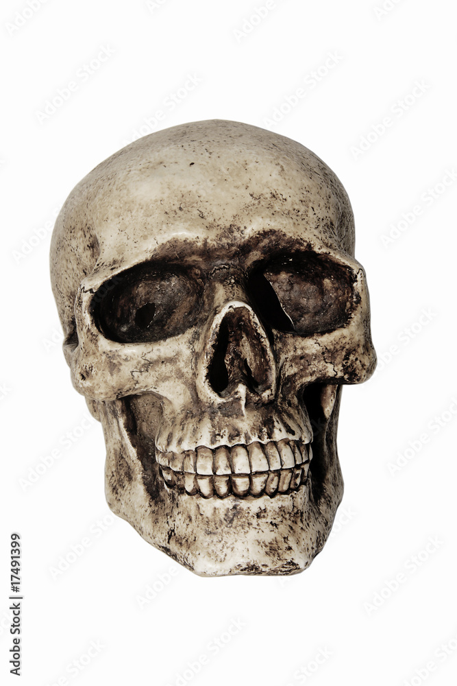 Fototapeta premium Totenkopf 005