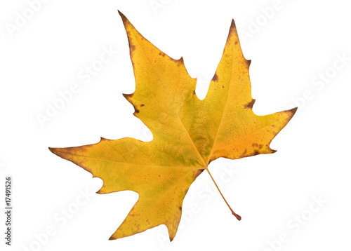 Yellow autumn leaf with five lobes