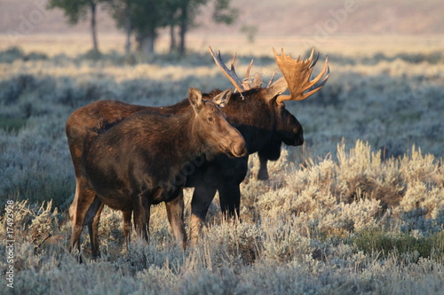 Bull and cow moose