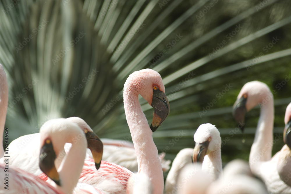 Naklejka premium Flamingos